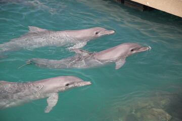  A portrait of three beautiful Dolphins swimming  in water at nature park  Xcaret in playa del...