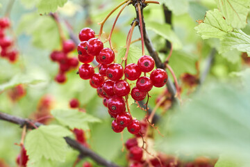 Close up of a garden bush with ripe redcurrant