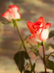 double color roses on blurred background