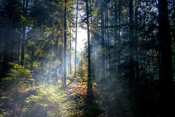 Fototapeta premium Sonnenstralen im Wald