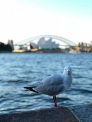 Australien - Sydney
