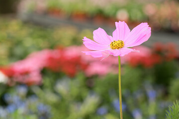 Cosmos flower in pink and yellow tones on an unfocused background in green, reddish, pink and yellow tones.