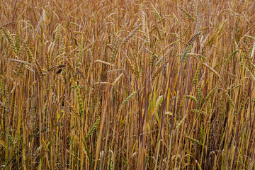 Wheat field. Natural food production. Background image resource.
