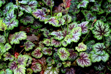 Green leaves background. Heuchera americana Dale s Strain.