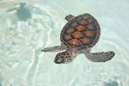 Young sea turtle swimming in water at nature park  Xcaret in playa del carmen Mexico