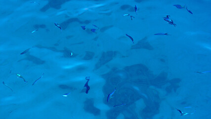 Obraz premium Fish in shallow water