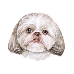 Watercolor illustration of a funny dog. Hand made character. Portrait cute dog isolated on white background. Watercolor hand-drawn illustration. Popular breed dog. Shih Tzu