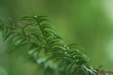 Green fern leaves on a green background, photo made in Weert the Netherlands