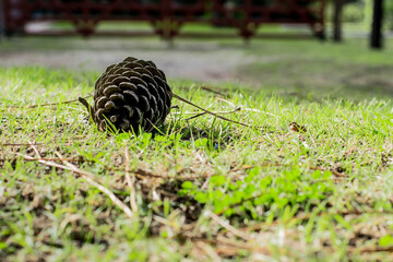 squirrel on the grass