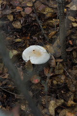 Small white champignon in autumn forest among red leaves. Seasonal mushroom in the woods. Nature or healthy organic food concept.