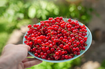 Healthy lifestyle. Female hand holds a plate of fresh red currants. 