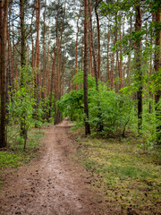 Fototapeta na wymiar Path in the forest. Poland.