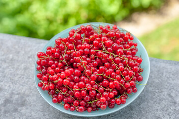 Fresh red currants. Vitamin berries in a plate on a windowsill. Healthy Breakfast