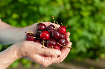 Hands holding freshly picked sweet cherries.  One person on the natural green background. Big...