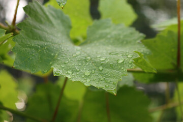 Raindrops on a green Vine leaf in the vineyard. Close-up of vineyard after rain
