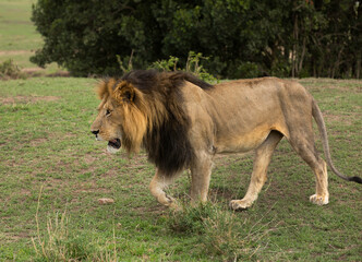 A portrait of a lion at Masai Mara, Kenya
