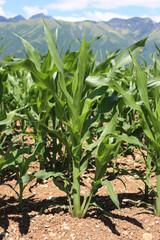Green corn plants growing in the field on a sunny summer day with blue sky. Agricutlural field landscape