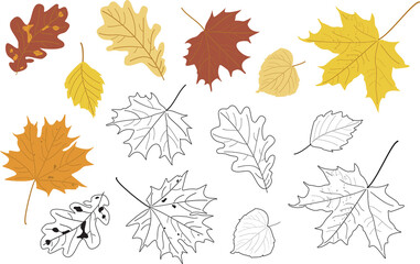 Vector illustration, set of bright realistic autumn leaves and silhouette. Maple, Linden, oak and poplar leaves.