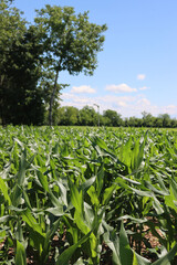 Green corn plants growing in the field on a sunny summer day with blue sky. Agricutlural field landscape