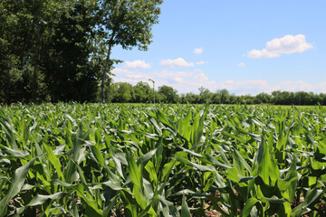 Green corn plants growing in the field on a sunny summer day with blue sky. Agricutlural field landscape
