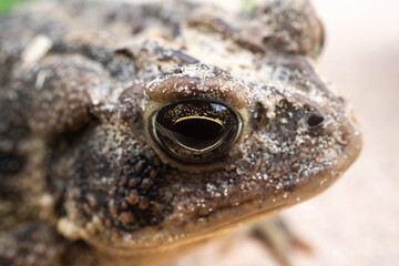 Up close macro photo of  a wild Florida southern toad. Photo taken in Jacksonville Florida.