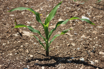 Single green new corn plant growing in the field on a sunny day. Cultivated corn field
