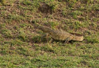 Monitor Lizard moving on the grass at Masai Mara, Kenya