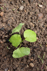 Cotton plant with fresh new green leaves growing in th field. Gossypium

