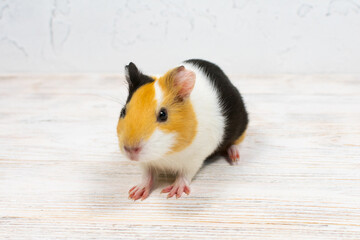Multi-colored guinea pig on a white background.