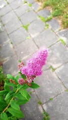 flowers in the garden