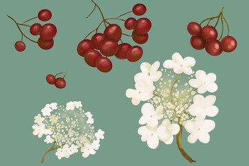 Painted bunch of Snowball tree berries and flowers on turquoise background 