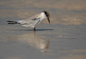 Saunders tern chick at Busaiteen coast, Bahrain