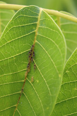 Harlequin ladybugs on green leaf. Many Ladybug larvae on Walnut leaves 
