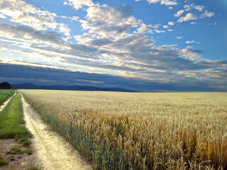 Fototapeta na wymiar Ripe wheat with a blue sky in the summer