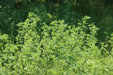 Green Alfalfa cultivation in sunlight. Medicago sativa agricutlural field on summer
