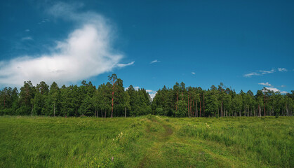 Fototapeta na wymiar Beautiful natural landscape. Coniferous forest and sky. Green forest, blue sky and white fluffy clouds at the sunny summer day