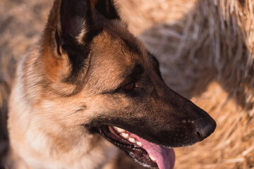 Portrait of a German shepherd in close-up. Smart and beautiful dog, gentle and warm picture. Muzzle of a red-black shepherd.
