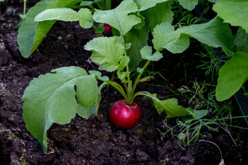 Young red radish with green tops. Radish is a healthy vegetable for immunity. Growing in the ground. Close-up.