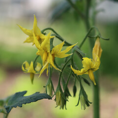 Flowering tomato plant in the vegtable garden. Yellow Solanum lycopersicum flowers on summer
