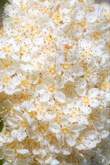 close up of small white flowers