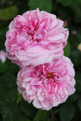 Obraz premium Beautiful pink English roses covered by raindrops in the garden