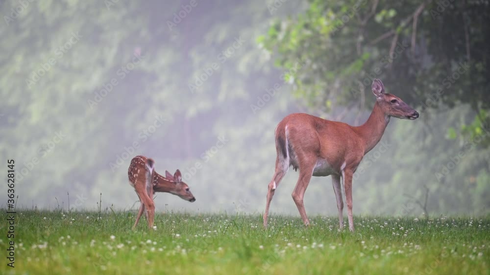 Wall mural white-tailed deer doe grooms its fawn in a meadow on a foggy summer morning.