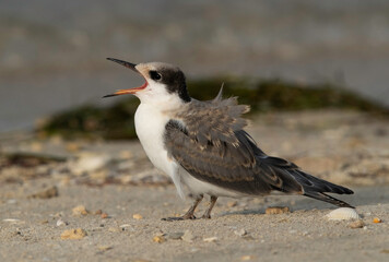 White-cheeked Tern chick calling at Busaiteen coast, Bahrain