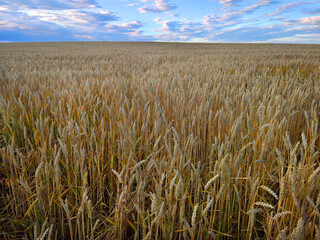 Naklejka premium Ripe wheat with a blue sky in the summer