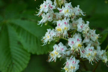 candle of inflorescence of chestnut (aesculus)  with white and pink petals and green leaves