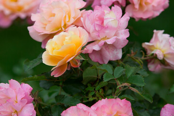 Naklejka na ściany i meble Yellow and pink roses in the garden. 