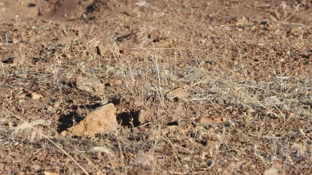 Male mormon cricket walks across arid desert floor 