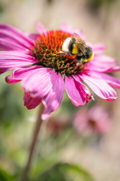 A pink echinacea, coneflower, with a white tailed bombus lucorum bumblebee on top. The bee has her back to the camera and the stripes and white tail can be seen.