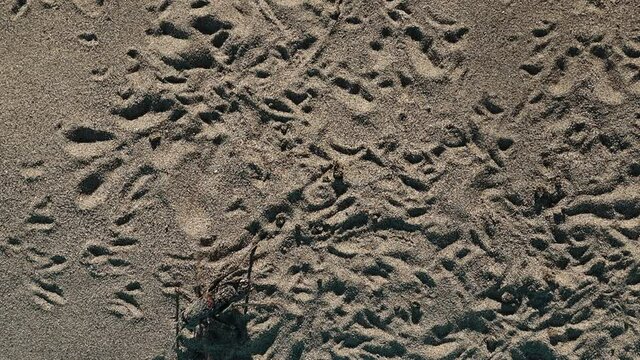Sandy black cricket walks left out of middle of desert floor slow motion