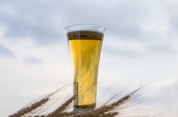 a glass of light beer and wheat spikelets